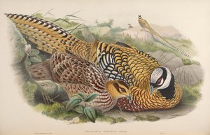 Phasianus reevesii door John Gould